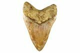 Serrated, Fossil Megalodon Tooth - Indonesia #279218-2